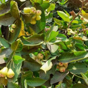 Water Apple