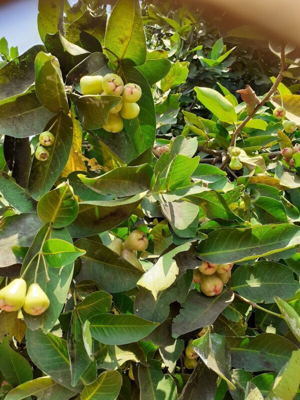 Water Apple