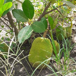 Jackfruit