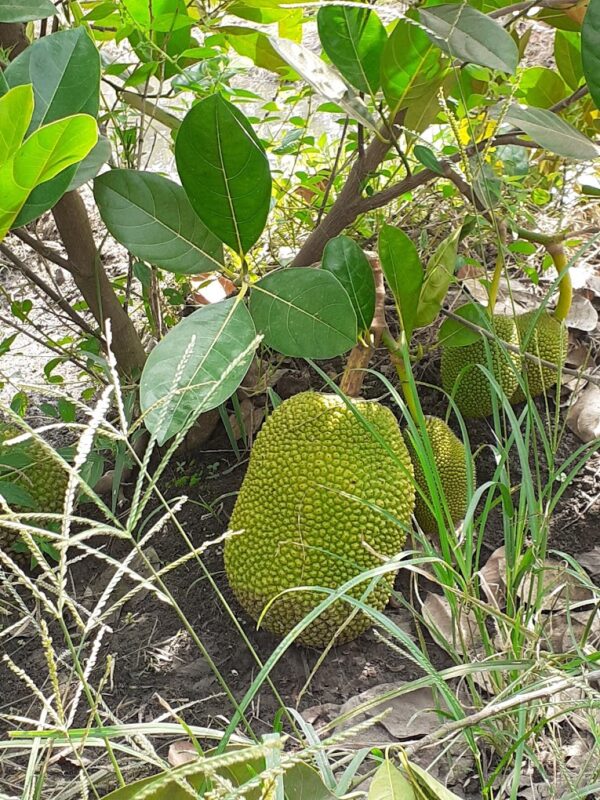 Jackfruit