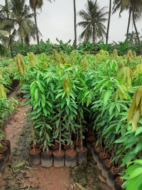 Mango