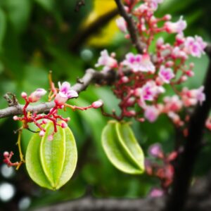 Star Fruit
