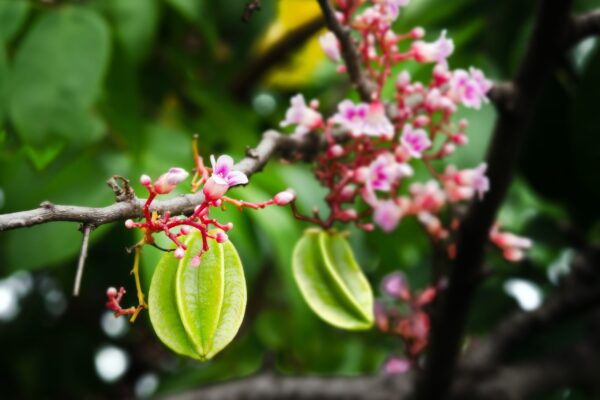 Star Fruit