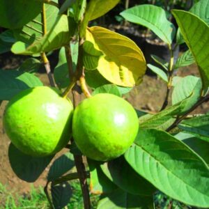 Guava