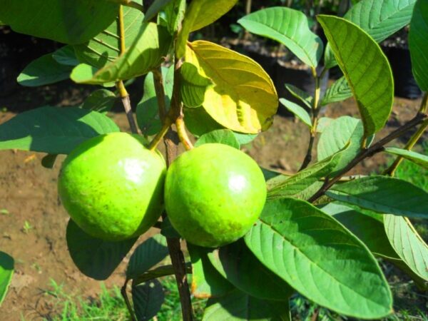 Guava