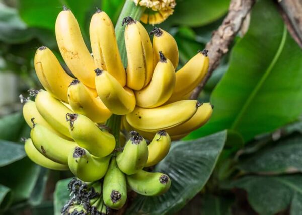 Banana